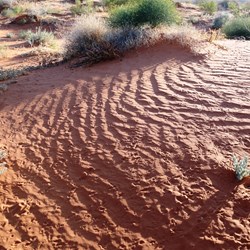 Early morning dunescape