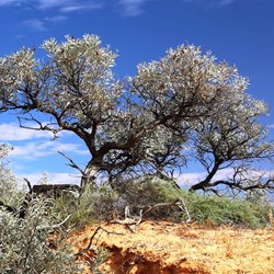 A hardy tree on the Knolls Track