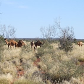 Camels on the cut line