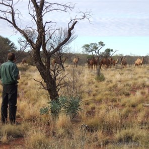 Scotty the camel whisperer