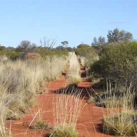 The track west towards Mt Worsnop