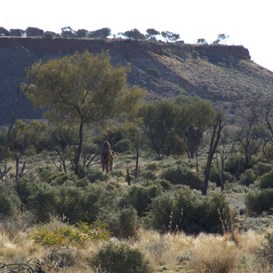 Mount Worsnop and Camels