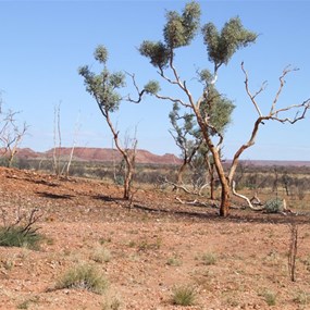 Throssell Ranges on the track north