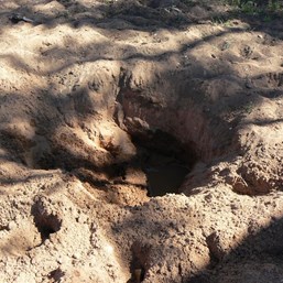 Holes dug in the creek bed for water