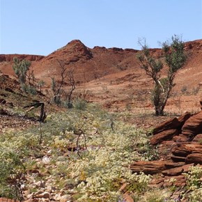 The upper valley and wildflowers