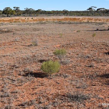 Site of the Old Gluepots Dams - now reclaimed and revegetated 