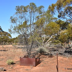 Small Tree growing out of an old water tank