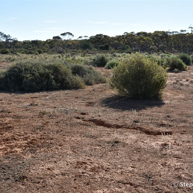 The now reclaimed and revegetated Bluebird Dam site