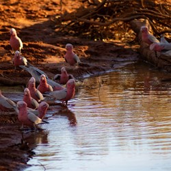 Galahs