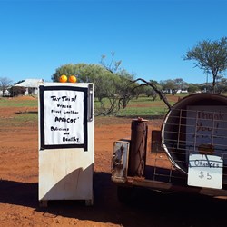 Fresh oranges and dried fruit
