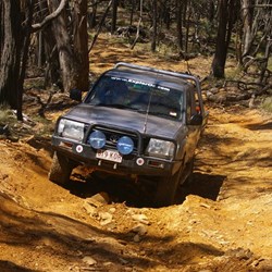 Darkie still going up