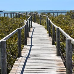 Cowell Mangrove Boardwalk