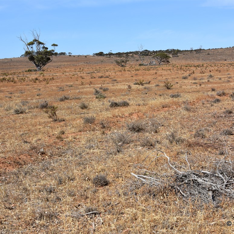 From England to this. This Australian landscape transformed May Gibbs