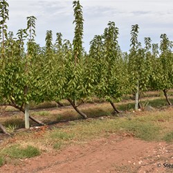 Site of former Camp 9 - now a new orchard 