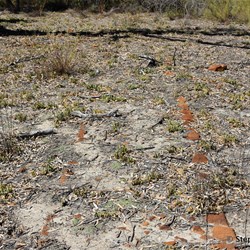 Site of the former Woolenook Bend Wood Cutters Camp