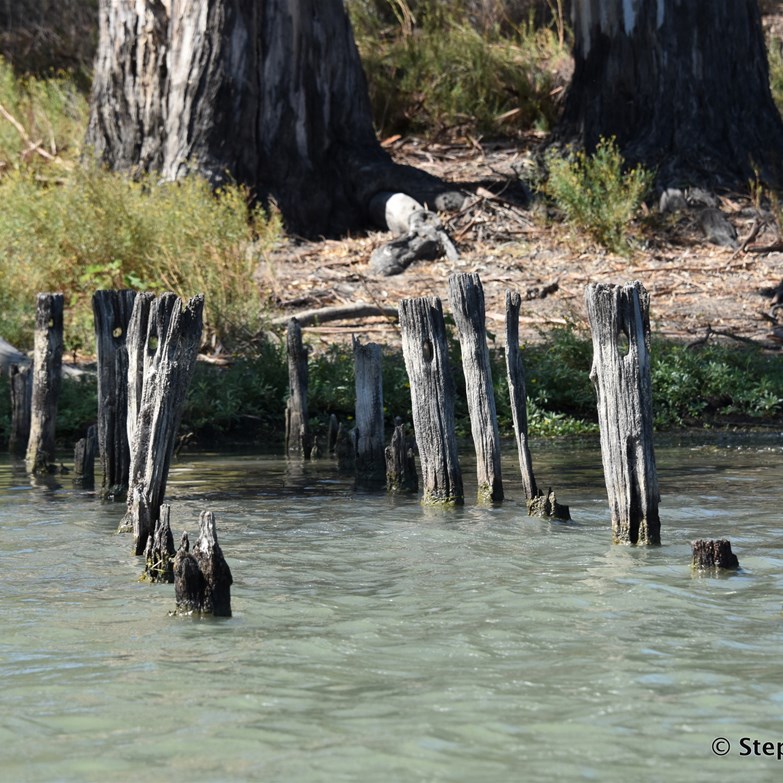 Remains of the original Woolenook Bend Internment Camp jetty