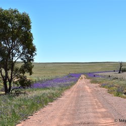 You will never know what is out there, if you do not visit the Station Country east of Burra