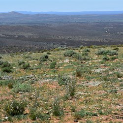 You will never know what is out there, if you do not visit the Station Country east of Burra