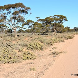 You will never know what is out there, if you do not visit the Station Country east of Burra