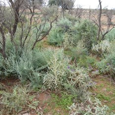 Greenery as a result of recent rains.