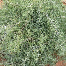 Ruby Salt Bush - edible