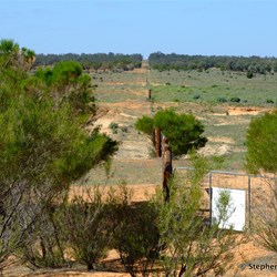 This fence line at the site heading south clearly shows the state border fence. NSW on the left and SA on the right