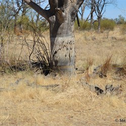 Evidence of previous years flooding, with the watermark over 1 metre deep in this section of the drive
