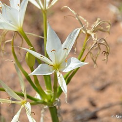 Darling River Lilly in flower along the drive