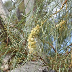 River Cooba in flower