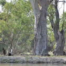 Aboriginal Canoe scare tree on the other side of Monoman Creek