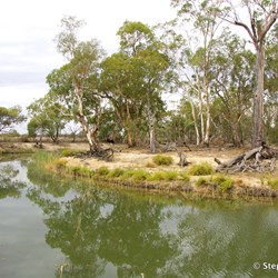 Aboriginal Canoe scare tree on the other side of the creek