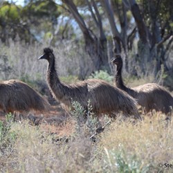In good years, you will see family groups of Emus in the Reserve 