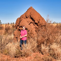 Large Termite mounds along the Tanami