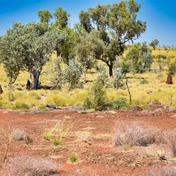 Changing scenery closer to Halls Creek