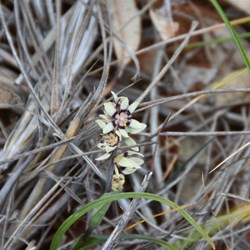 Horseshoe Top End Wildflowers