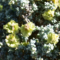 Horseshoe Top End Wildflowers