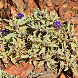 Horseshoe Top End Wildflowers
