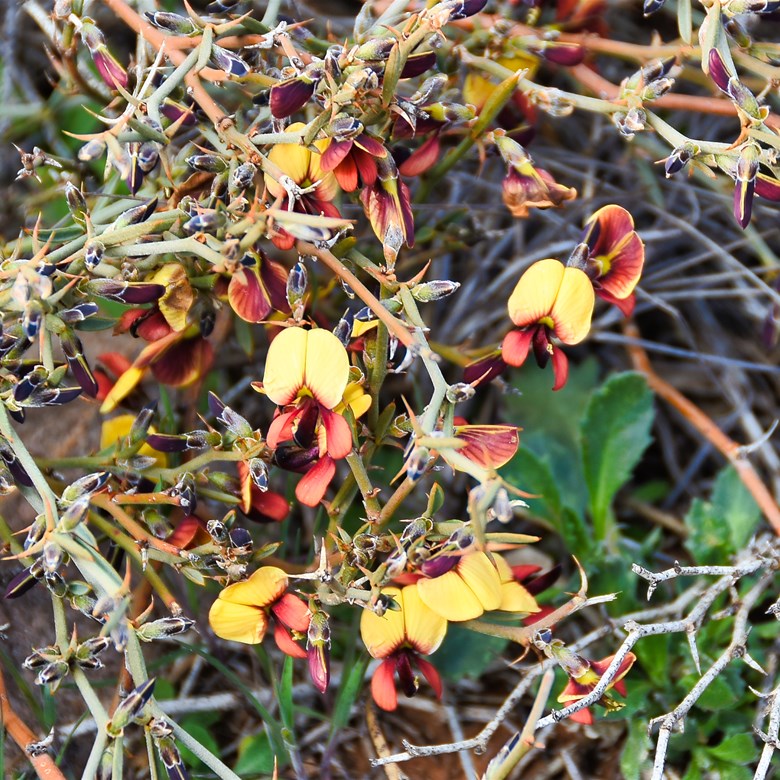 Horseshoe Top End Wildflowers