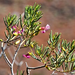 Horseshoe Top End Wildflowers