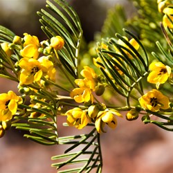 Horseshoe Top End Wildflowers