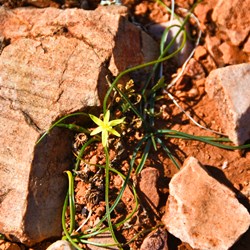 Horseshoe Top End Wildflowers