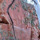 How Goanna pool got named.