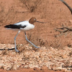 Red Necked Avocets now call Glendambo their new home.
