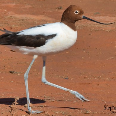 Red Necked Avocets now call Glendambo their new home.