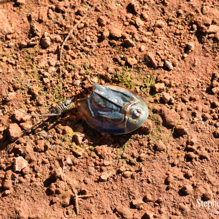 This dead Shield Shrimp was as big as a 20 cent piece
