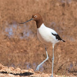 Red Necked Avocets now call Glendambo their new home.