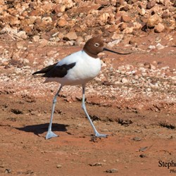 Red Necked Avocets now call Glendambo their new home.