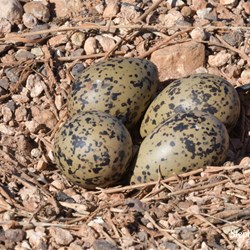 This Red Necked Avocets nest by the side of the Stuart Highway