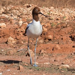 Red Necked Avocets now call Glendambo their new home.