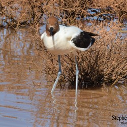 Red Necked Avocets now call Glendambo their new home.